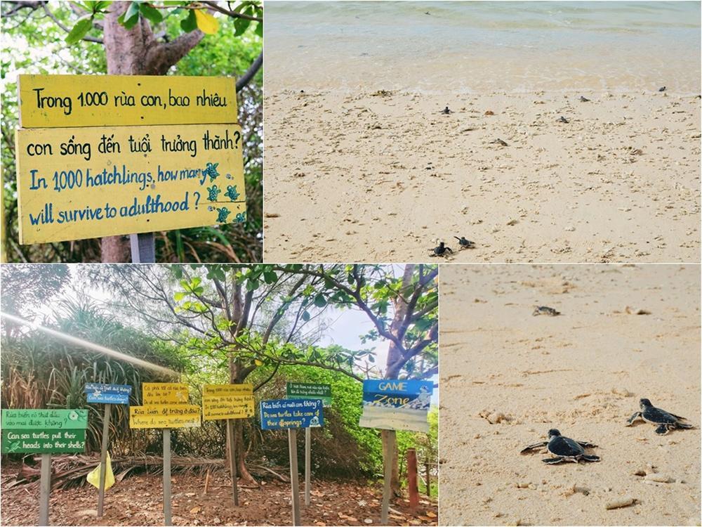 Travel blogger 9X kể lại khoảnh khắc thả rùa về biển, trải nghiệm Côn Đảo độc nhất vô nhị-3