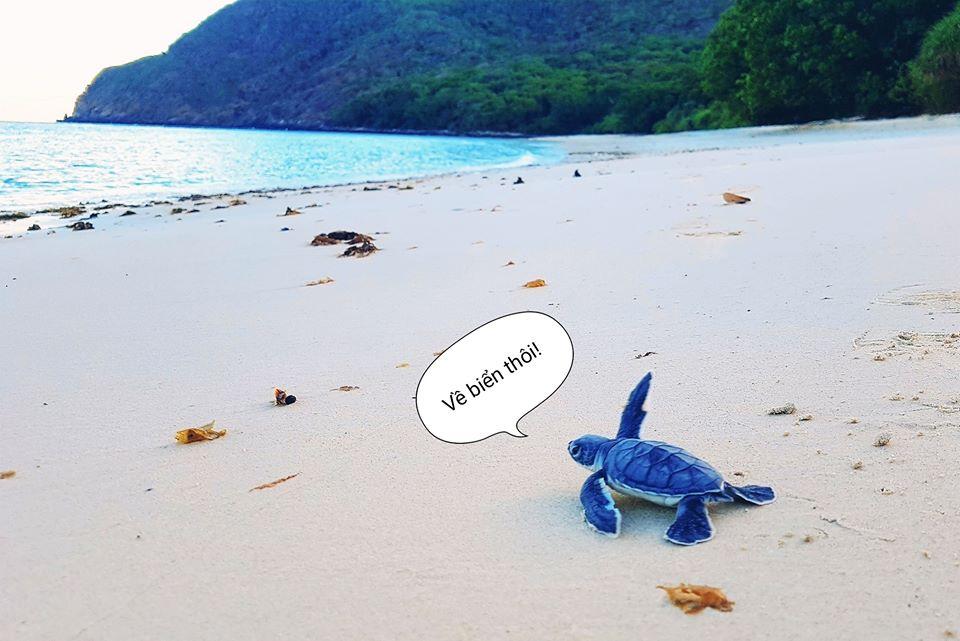 Travel blogger 9X kể lại khoảnh khắc thả rùa về biển, trải nghiệm Côn Đảo độc nhất vô nhị-4