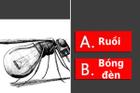 Trắc nghiệm: Đây là con ruồi hay chiếc bóng đèn, câu trả lời sẽ tiết lộ tính cách của bạn?