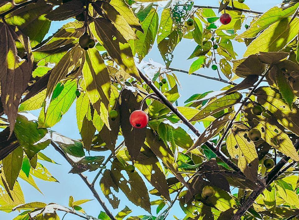 Cả bầu trời tuổi thơ ùa về khi thấy những món này, bạn đã ăn bao nhiêu món rồi?-2