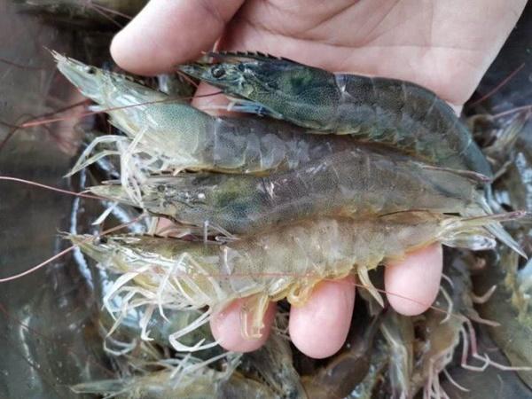 Luộc tôm, dùng nước sôi, lạnh hay ấm? Nhiều người làm sai nên tôm khô tanh-1