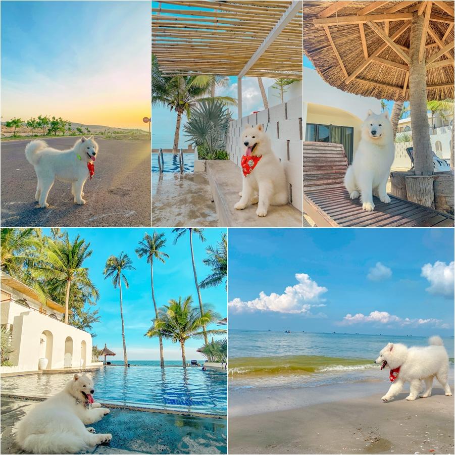 9X và cún cưng vác ba lô phá đảo thiên đường biển Mũi Né, Phan Thiết-4