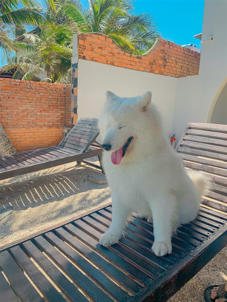 9X và cún cưng vác ba lô phá đảo thiên đường biển Mũi Né, Phan Thiết-5