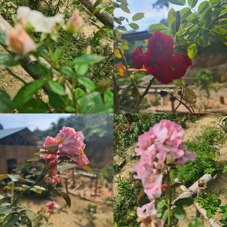 Hơn 1 tháng sau dao kéo, gương mặt cô dâu 63 tuổi ở Cao Bằng vẫn méo lệch-2