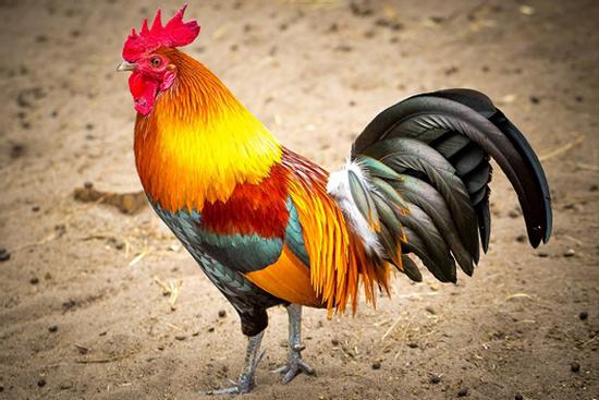 Top 3 con giáp và những lần vạ miệng vô tình khiến hình ảnh của mình tụt dốc khi bị đánh giá EQ thấp