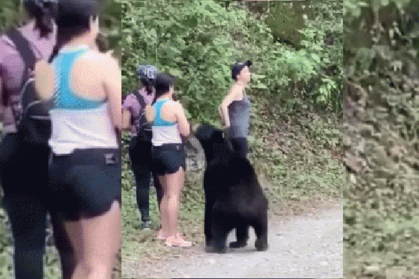 Bị gấu đen 'sàm sỡ', nữ du khách rút điện thoại 'tự sướng’