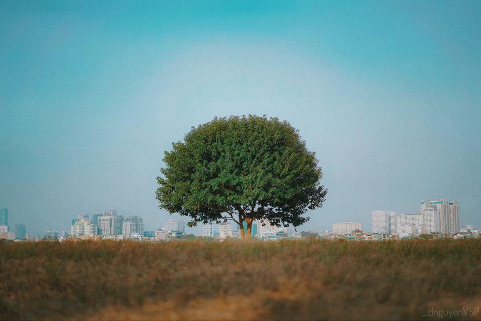 Không đến được Đà Lạt vẫn check-in cháy máy cây cô đơn ở ngay Hà Nội-1