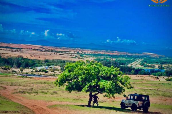 Không đến được Đà Lạt vẫn check-in cháy máy cây cô đơn ở ngay Hà Nội-6