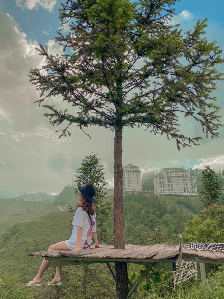 Không đến được Đà Lạt vẫn check-in cháy máy cây cô đơn ở ngay Hà Nội-7