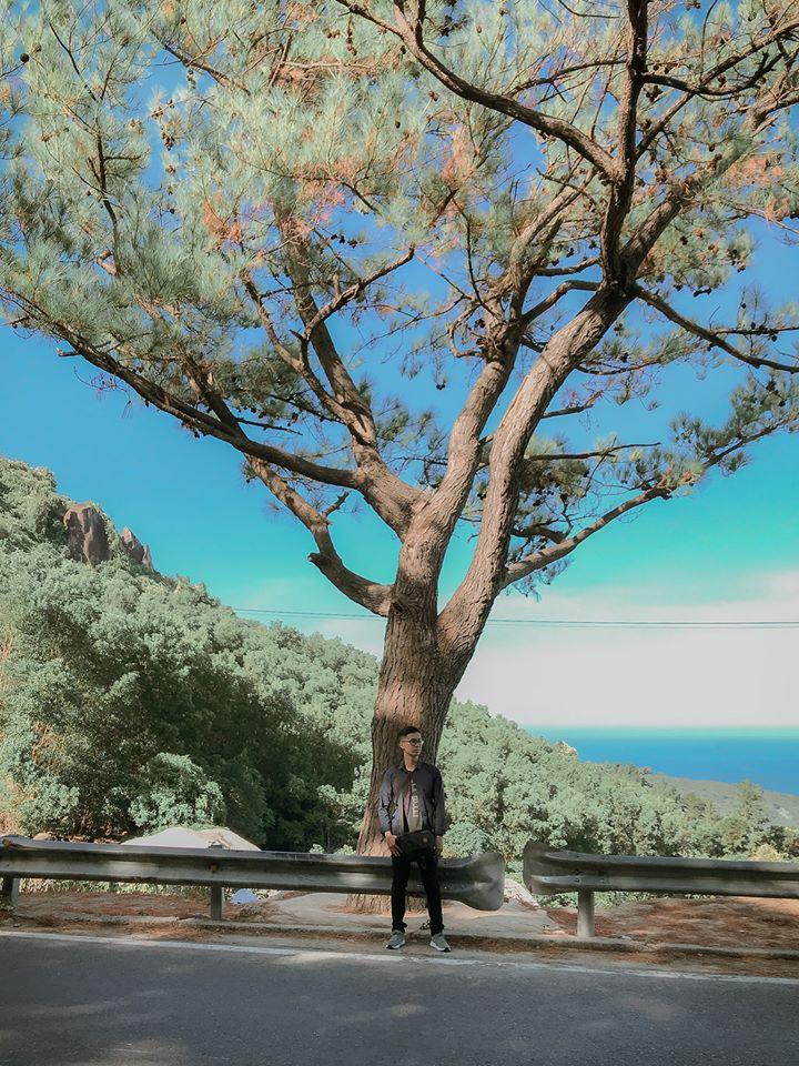 Không đến được Đà Lạt vẫn check-in cháy máy cây cô đơn ở ngay Hà Nội-8