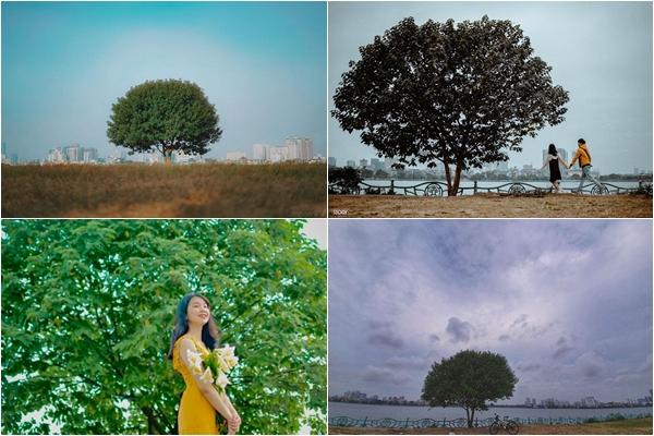 Cây cô đơn trong Mắt biếc tan hoang sau bão số 5, dân mạng không khỏi xót xa-3