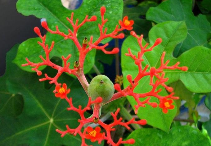 Chớ dại mà bày loại cây này trong nhà kẻo tiêu tán tài lộc, gia đình bất hòa, ngày càng lụi bại-2