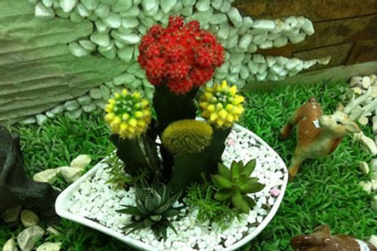 Chớ dại mà bày loại cây này trong nhà kẻo tiêu tán tài lộc, gia đình bất hòa, ngày càng lụi bại