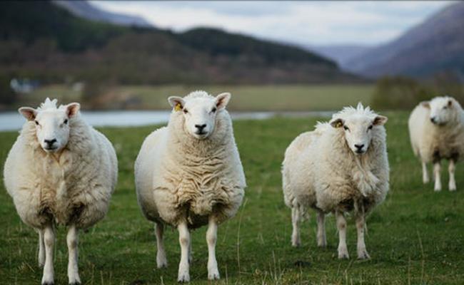 Lý giải sức hút của Ngộ sát - phim chiếu lại vẫn thu về 3900 tỷ đồng-5