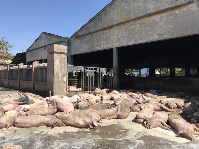 Thừa Thiên - Huế: Hơn 80 con lợn chết tím tái, bốc mùi trước khi vào lò mổ-1