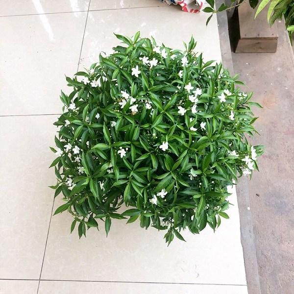 Mai chiếu thủy: Những điều mà bạn chưa biết về loài cây thú vị này-2