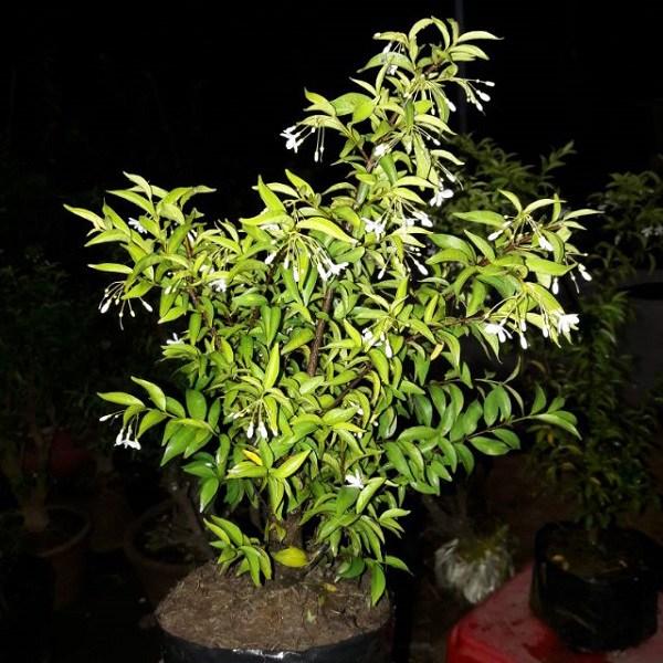 Mai chiếu thủy: Những điều mà bạn chưa biết về loài cây thú vị này-3