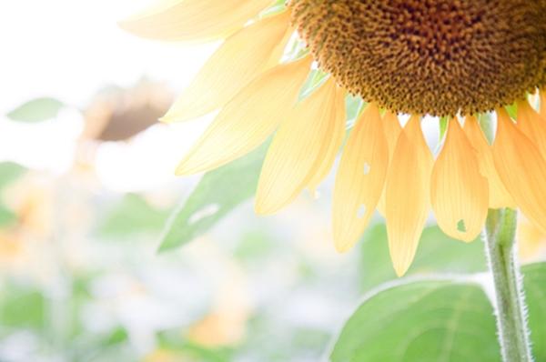 Tử vi thứ Sáu ngày 31/7/2020 của 12 con giáp: Sửu được khen ngợi, Thìn thua lỗ làm ăn-3