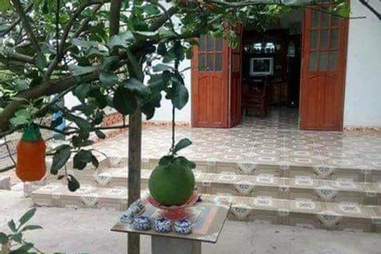 Có 1-0-2: Số phận quả bưởi trên bàn thờ gặp đúng 'thiên thời, địa lợi' nên được gia chủ ưu ái hết cỡ