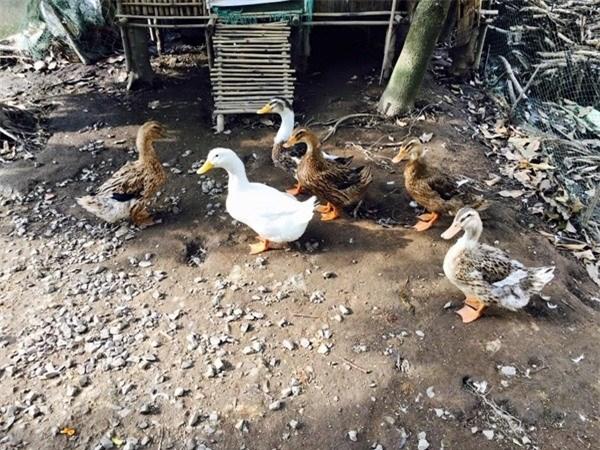 Choáng ngợp với miệt vườn thẳng cánh cò bay của dàn sao Việt-19