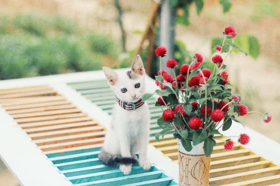 Nữ thiết kế bỏ Hà thành phố thị về quê xây ngôi nhà biển xanh, ngày ngày trồng rau nuôi cá-14