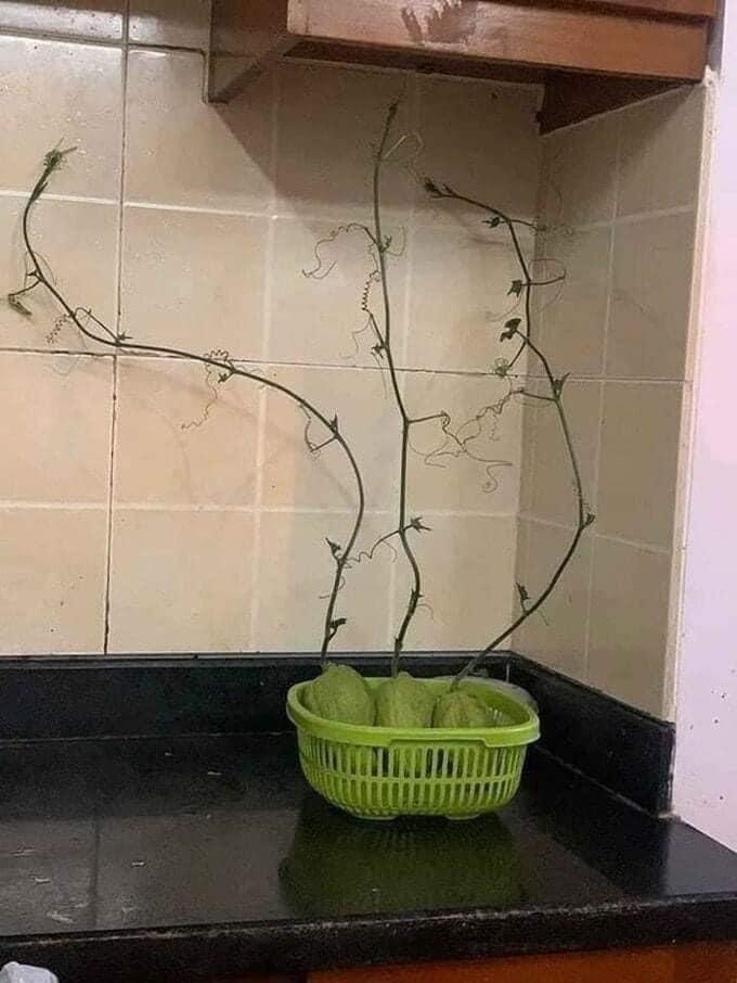 Mua rau củ quả chất đầy nhà rồi quên chế biến, các gái đảm nhận hậu quả khôn lường-1