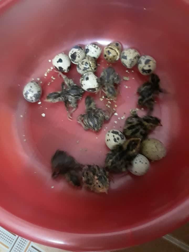 Mua rau củ quả chất đầy nhà rồi quên chế biến, các gái đảm nhận hậu quả khôn lường-3