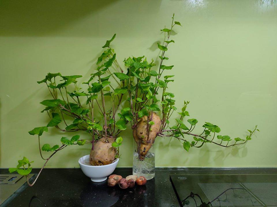 Mua rau củ quả chất đầy nhà rồi quên chế biến, các gái đảm nhận hậu quả khôn lường-4