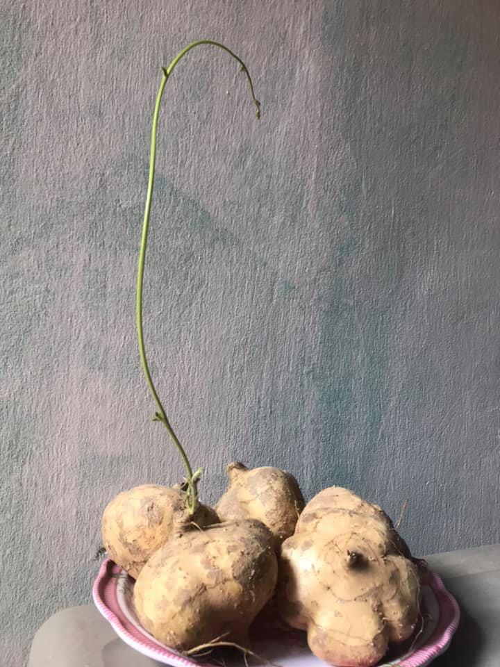 Mua rau củ quả chất đầy nhà rồi quên chế biến, các gái đảm nhận hậu quả khôn lường-6