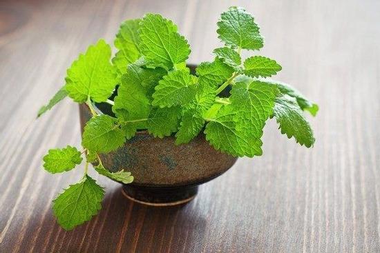 Nhà tắm đặt 7 loại cây này, không lo thiếu nước, chẳng sợ cạn tiền