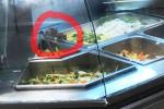 Kinh hãi hình ảnh 2 chú chuột vô tư 'đánh chén' trong quầy thức ăn bán sẵn tại trung tâm thương mại nổi tiếng ở Sài Gòn