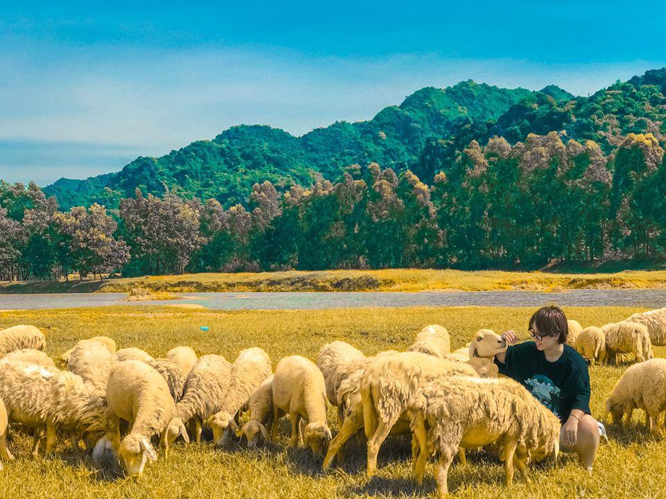 Góc sống ảo ở đồng cừu đẹp như tranh Ninh Bình 