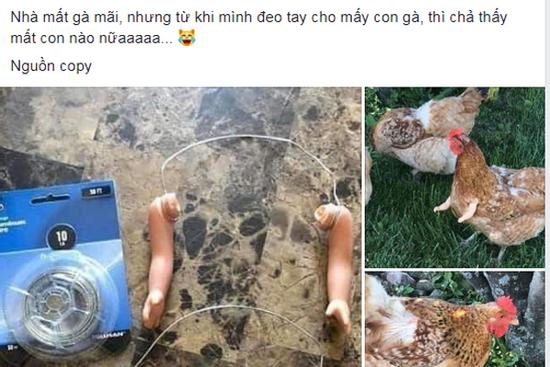Mất trộm gà quá nhiều, chủ nhà nghĩ ra cách ngụy trang bá đạo, dân mạng chỉ biết... xin quỳ
