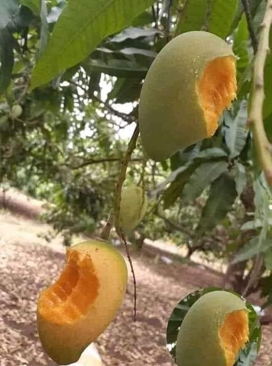 Truy tìm sâu đầu đen ăn xoài kiểu bá đạo, người trồng nhìn mà... tức anh ách-1