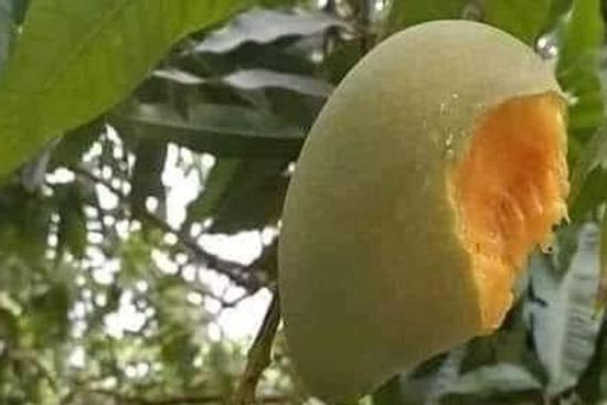 Truy tìm 'sâu đầu đen' ăn xoài kiểu bá đạo, người trồng nhìn mà... tức anh ách