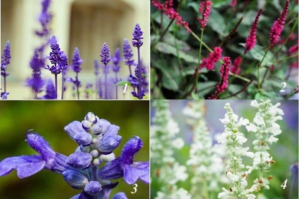 Chọn loài hoa thích nhất để biết khuyết điểm chí mạng của bạn-1