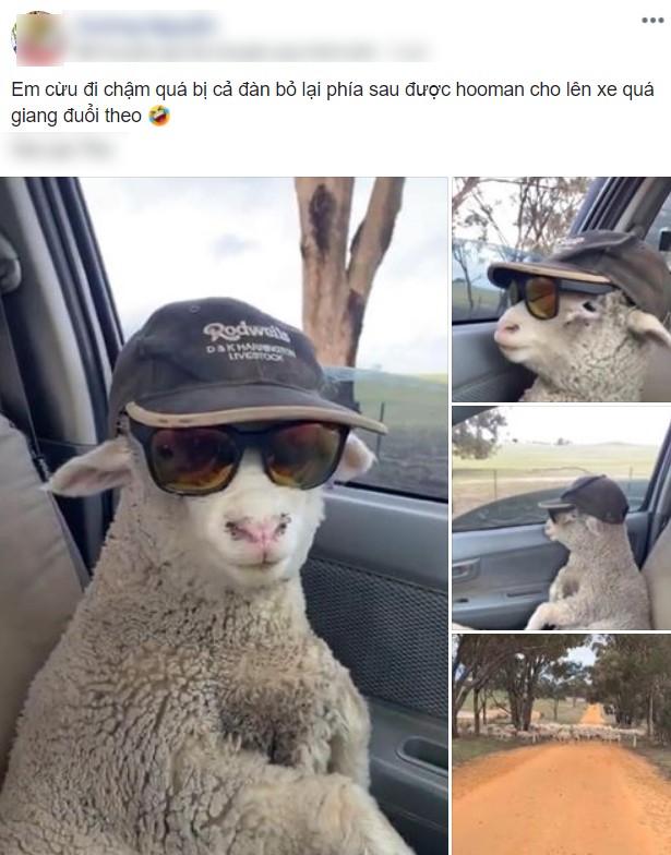 Cừu con lạc đàn được tài xế tốt bụng cho đi nhờ, còn cho mượn kính râm cực ngầu để ngắm mây trời!-1