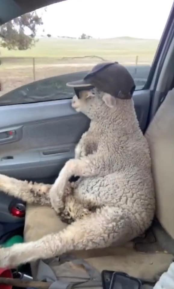 Cừu con lạc đàn được tài xế tốt bụng cho đi nhờ, còn cho mượn kính râm cực ngầu để ngắm mây trời!-2