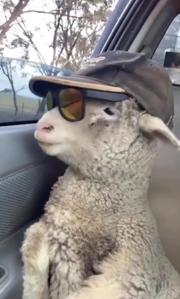 Cừu con lạc đàn được tài xế tốt bụng cho đi nhờ, còn cho mượn kính râm cực ngầu để ngắm mây trời!-3