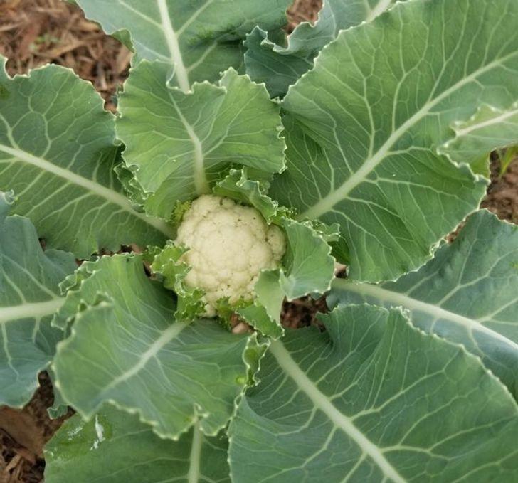 Choáng với những phần tưởng như vứt đi của thực phẩm lại có thể chế biến thành 7749 món ngon chẳng ngờ-1