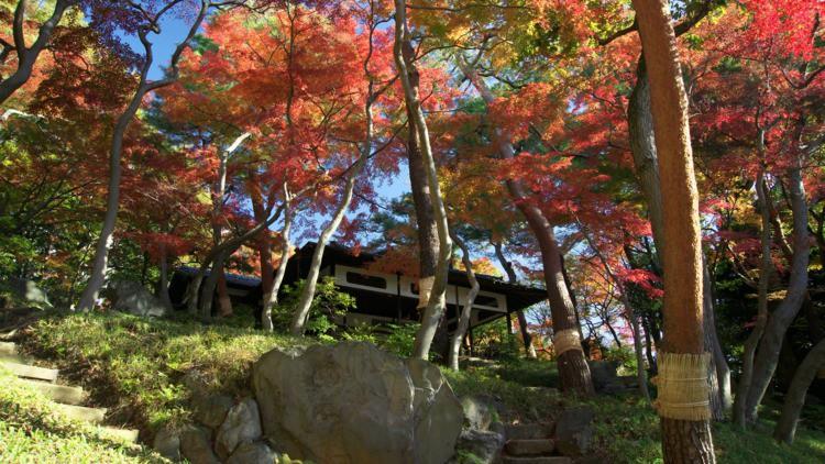 Những công viên đẹp nhất thủ đô Tokyo-5