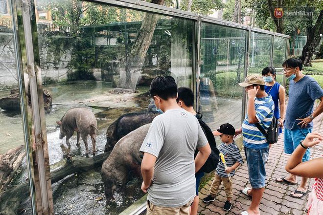 Người Sài Gòn góp cả chục tấn rau củ cùng hàng tỷ đồng, cứu đói bầy thú ở Thảo Cầm Viên trong mùa dịch Covid-19-3