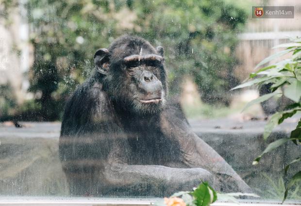 Người Sài Gòn góp cả chục tấn rau củ cùng hàng tỷ đồng, cứu đói bầy thú ở Thảo Cầm Viên trong mùa dịch Covid-19-10