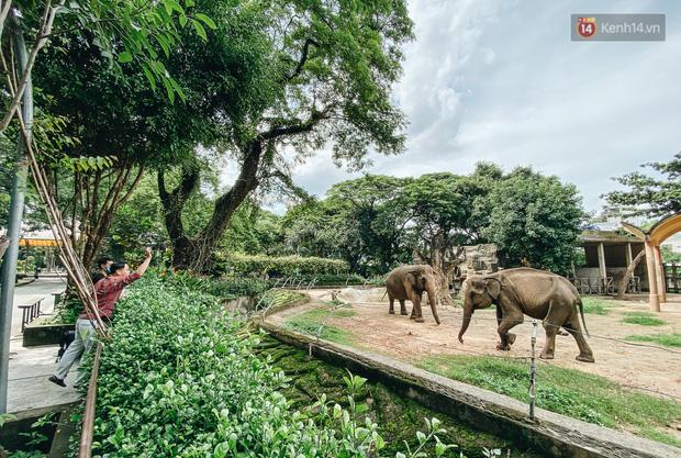 Người Sài Gòn góp cả chục tấn rau củ cùng hàng tỷ đồng, cứu đói bầy thú ở Thảo Cầm Viên trong mùa dịch Covid-19-11