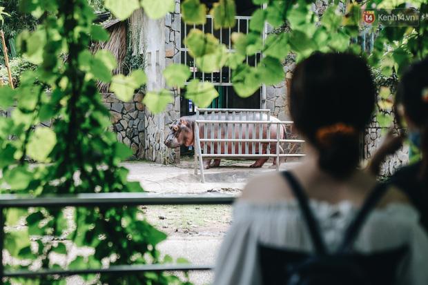 Người Sài Gòn góp cả chục tấn rau củ cùng hàng tỷ đồng, cứu đói bầy thú ở Thảo Cầm Viên trong mùa dịch Covid-19-14