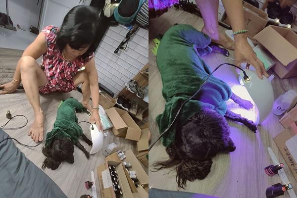 Dân mạng phát sốt với chú chó điệu chảy nước, sắp làm bố vẫn được chủ đưa đi làm nail-3