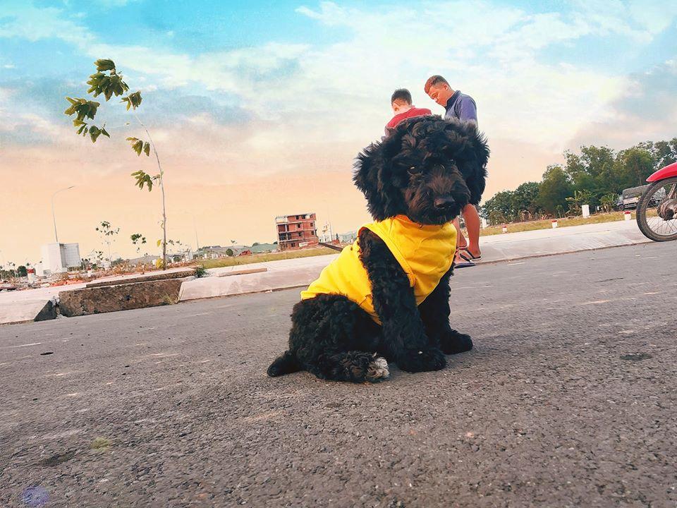 Dân mạng phát sốt với chú chó điệu chảy nước, sắp làm bố vẫn được chủ đưa đi làm nail-5