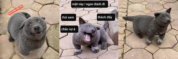 Dân mạng phát sốt với chú chó điệu chảy nước, sắp làm bố vẫn được chủ đưa đi làm nail-7