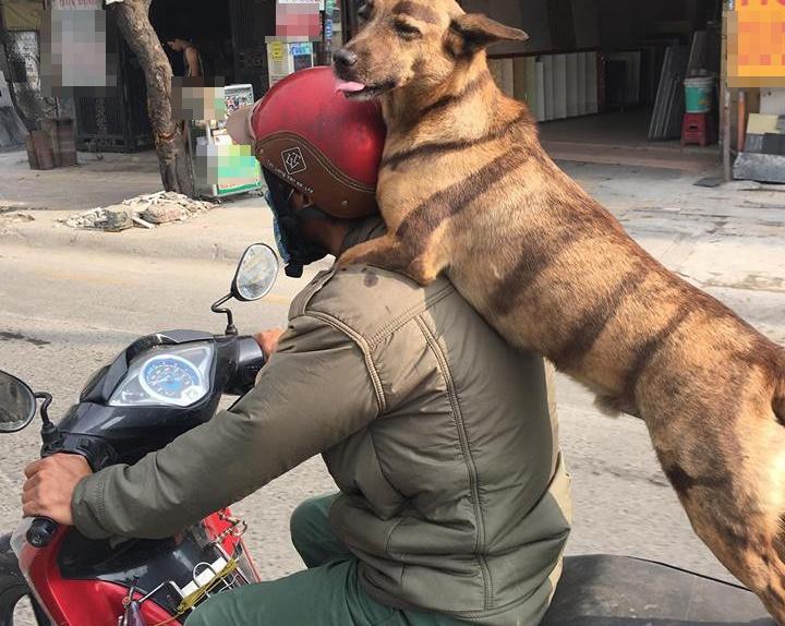 Dân mạng phát sốt với chú chó điệu chảy nước, sắp làm bố vẫn được chủ đưa đi làm nail-10