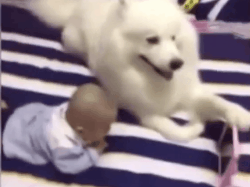 Dân mạng phát sốt với chú chó điệu chảy nước, sắp làm bố vẫn được chủ đưa đi làm nail-12